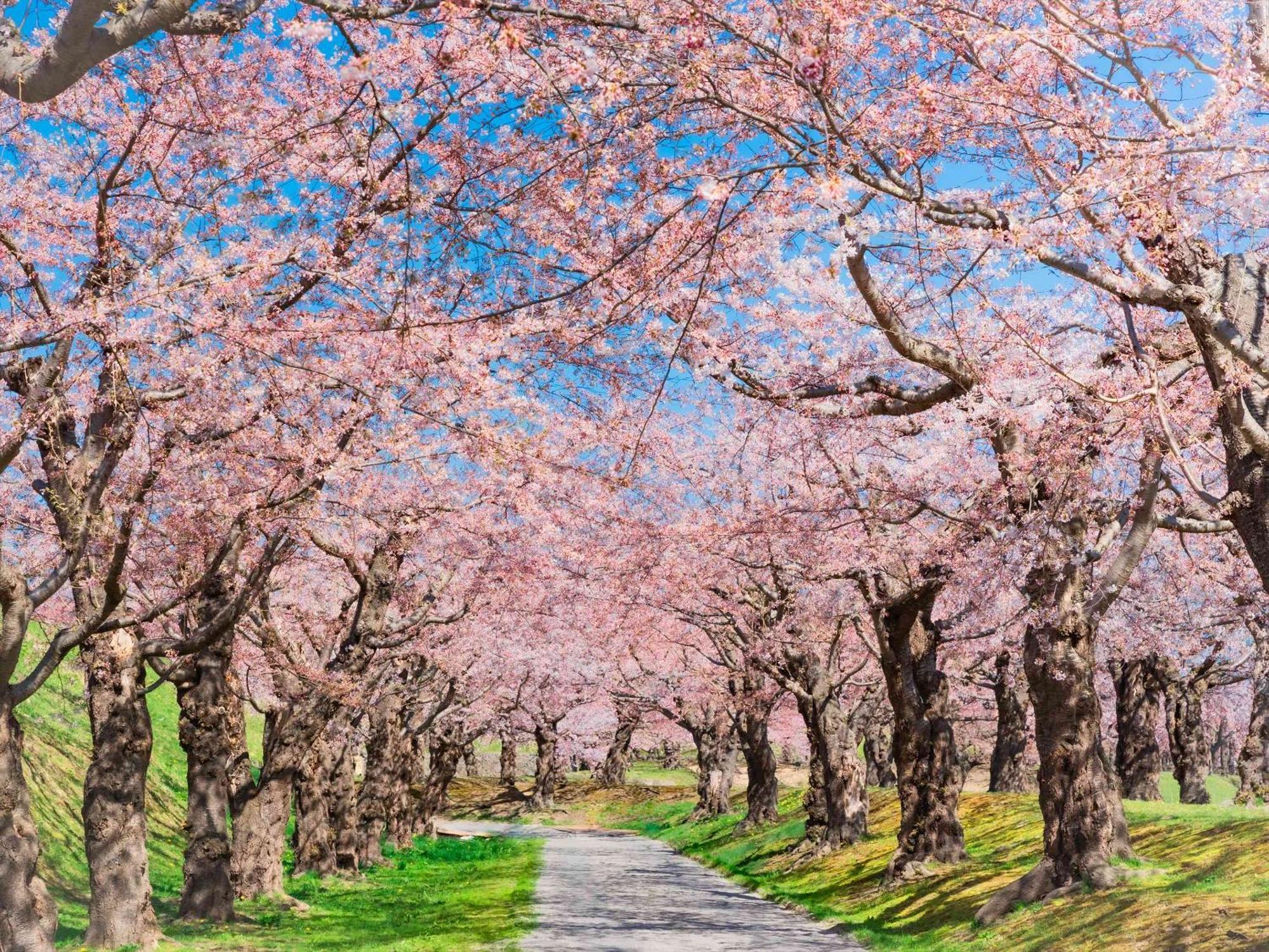 Gran Palette Hakodate Kültér fotó
